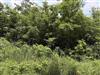   Sarber Road Jefferson, TX 75657 - JEFFERSON ISD