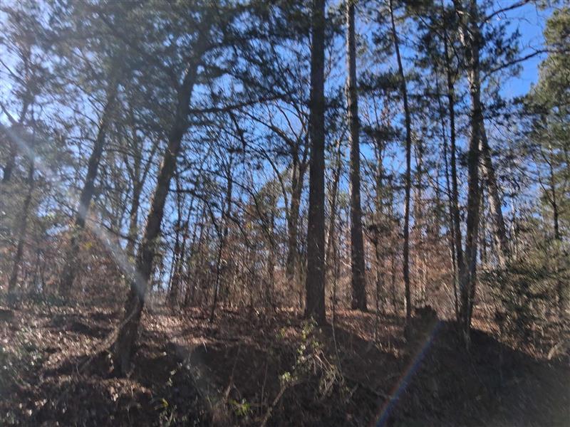 Tbd  County road 1581 Avinger TX 75630 AVINGER ISD